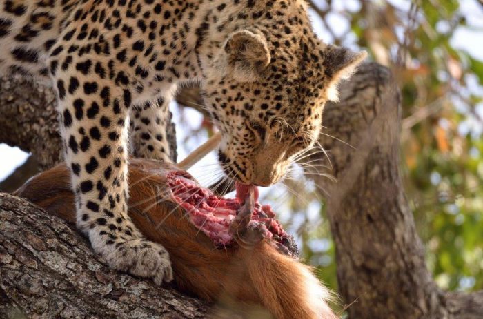 luipaard eet impala