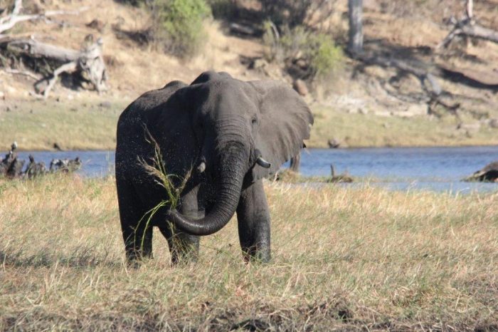 olifant slingert gras op en neer