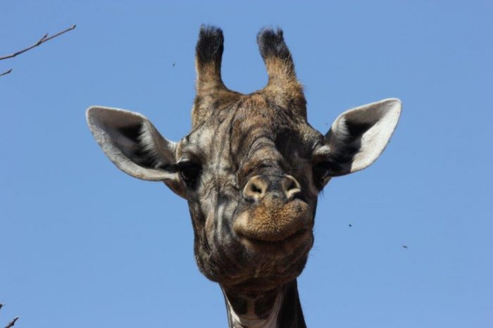 closeup van kop van giraffe