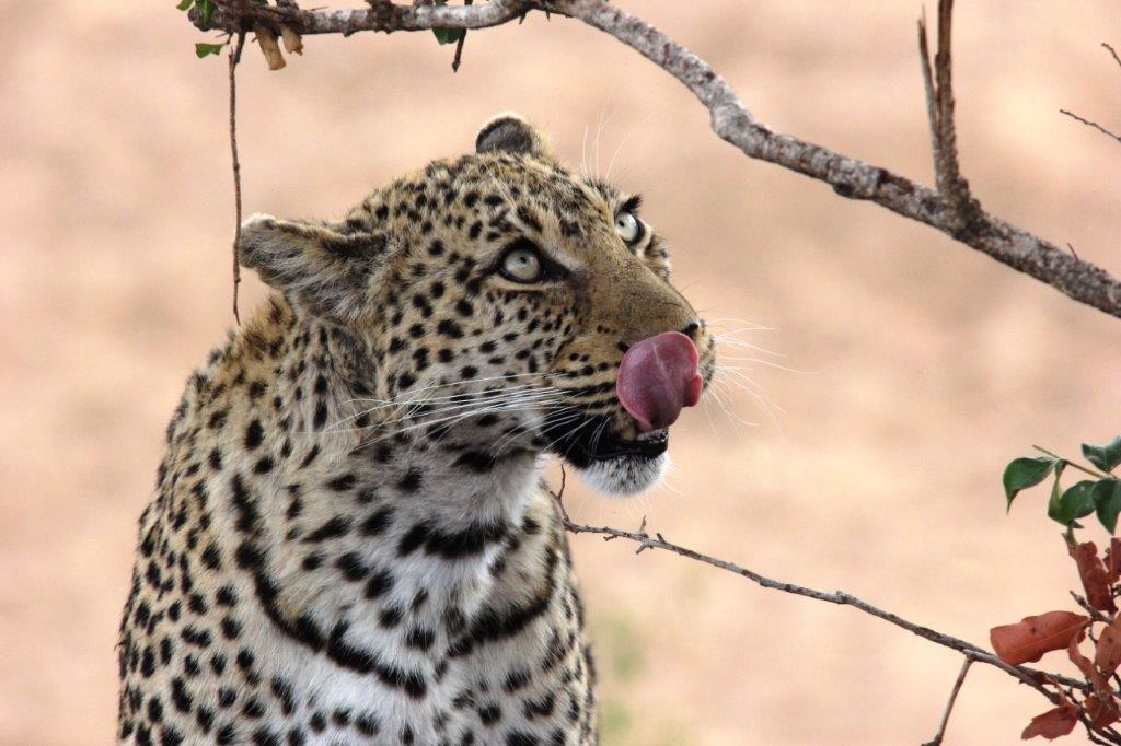 closeup van luipaard met tong uit mond