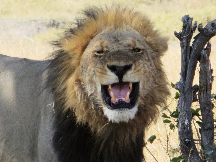 frontale afbeelding van mannetjes leeuw met grote manen en bek open