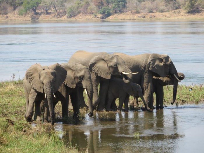 groep olifanten in de rivier