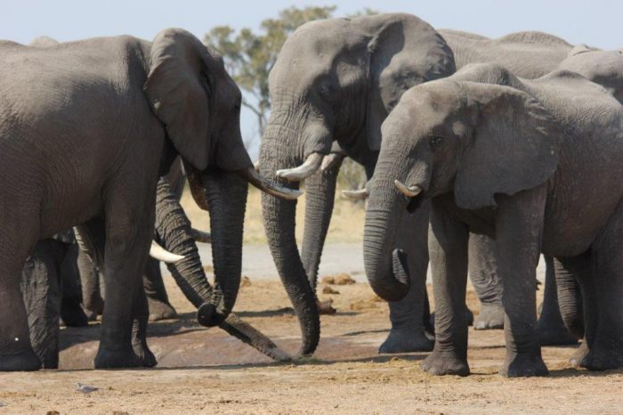 vier olifanten in kring 