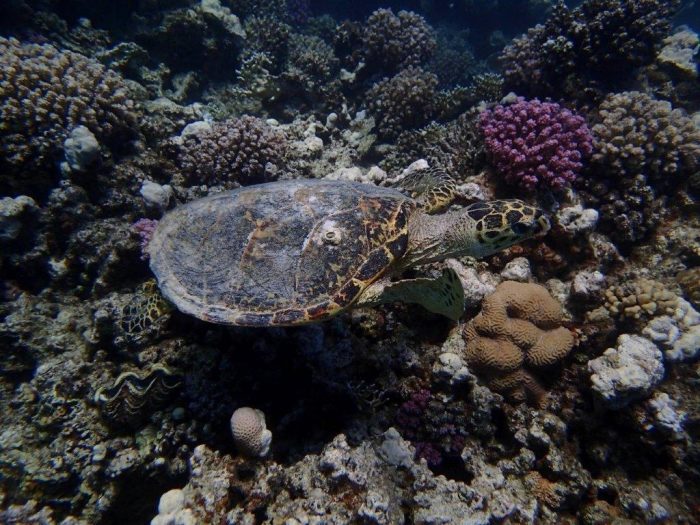 Zeeschildpad tussen koraal in Rode Zee