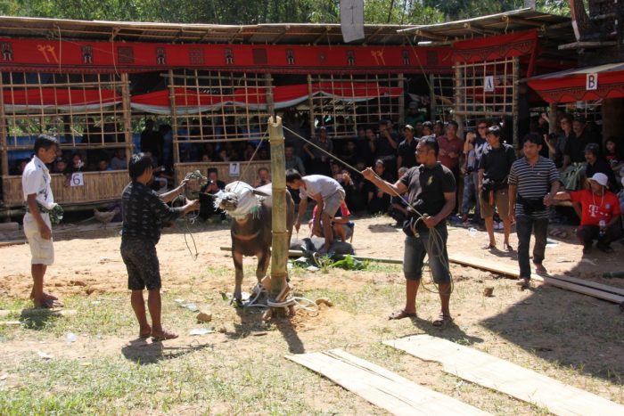 Slachten van de waterbuffel op Toraja begrafenis