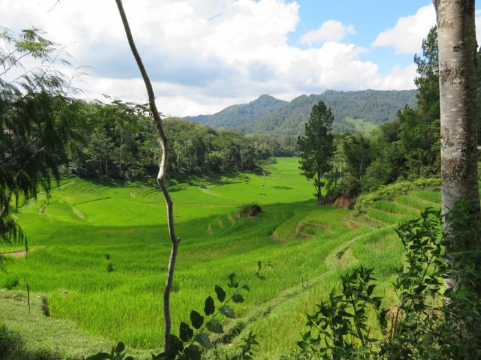 uitzicht op groene rijstterassen