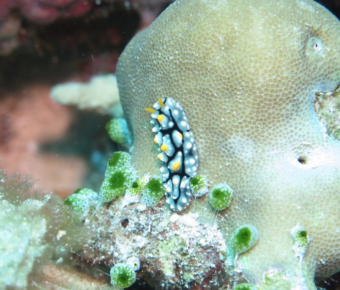 onderwater slak bij Bunaken