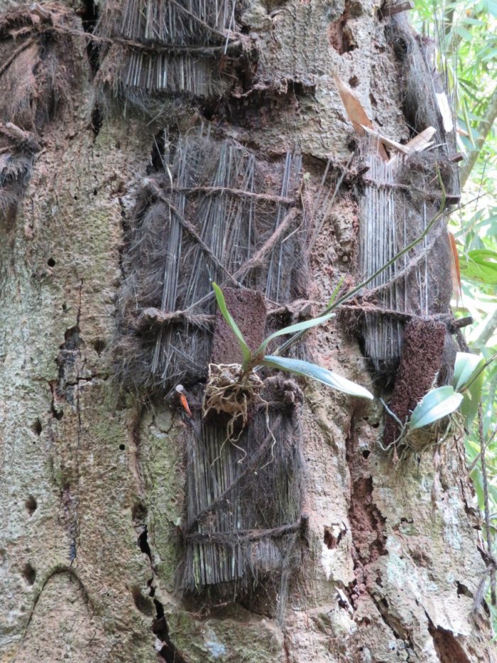 babyboom Sulawesi: drie graven