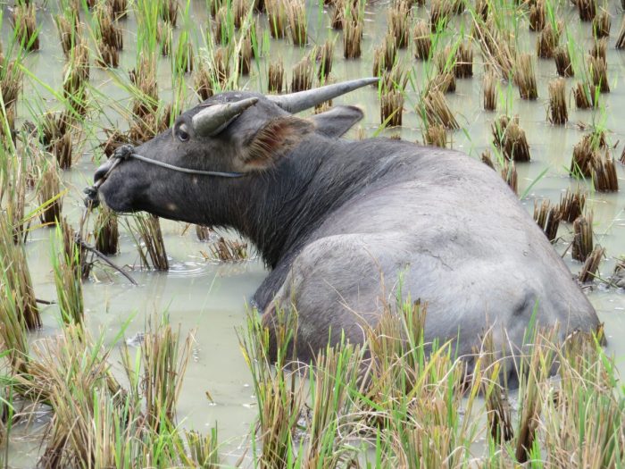 sulawesi buffel in rijstveld
