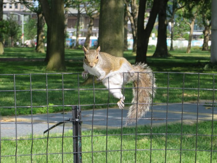 Eekhoorn in Battery Park