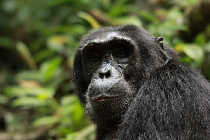 close up chimpansee