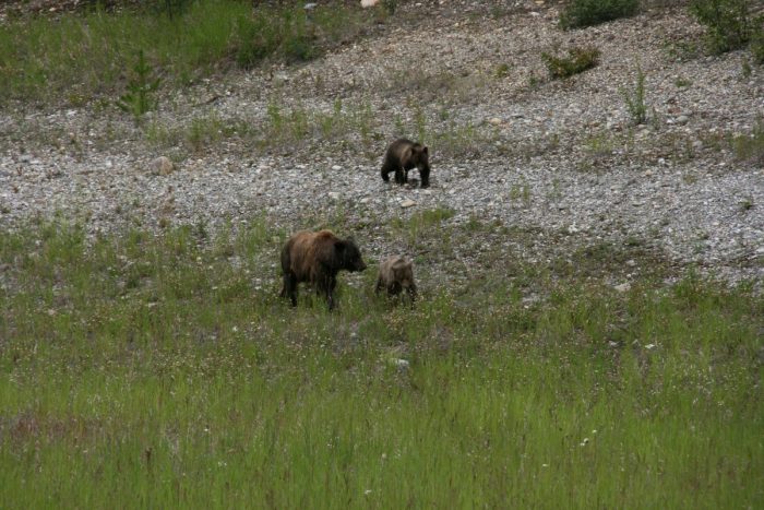 grizzly met twee kleintjes