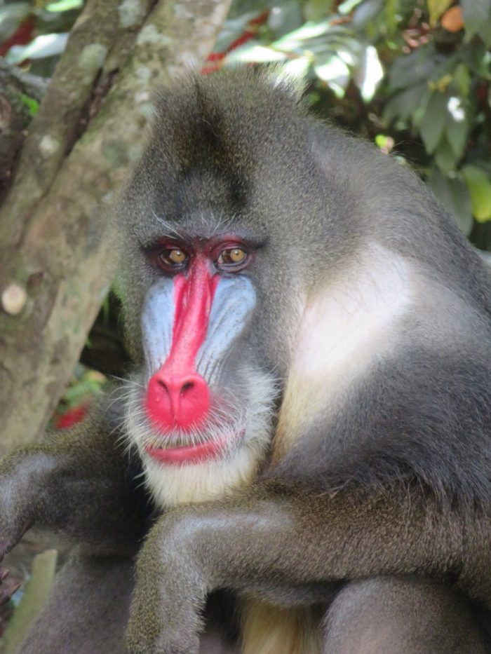 aap met rode neus