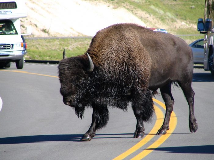bizon op de weg