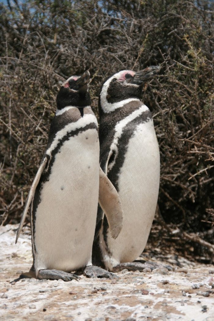 staande pinguins