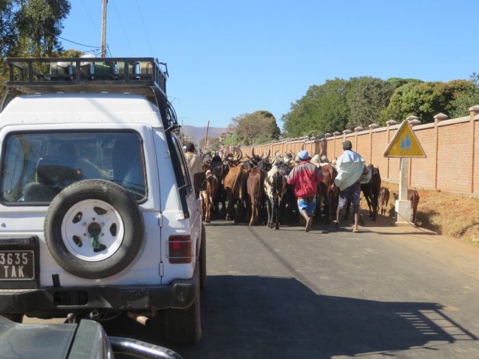 Kudde koeien op de weg in Madagaskar