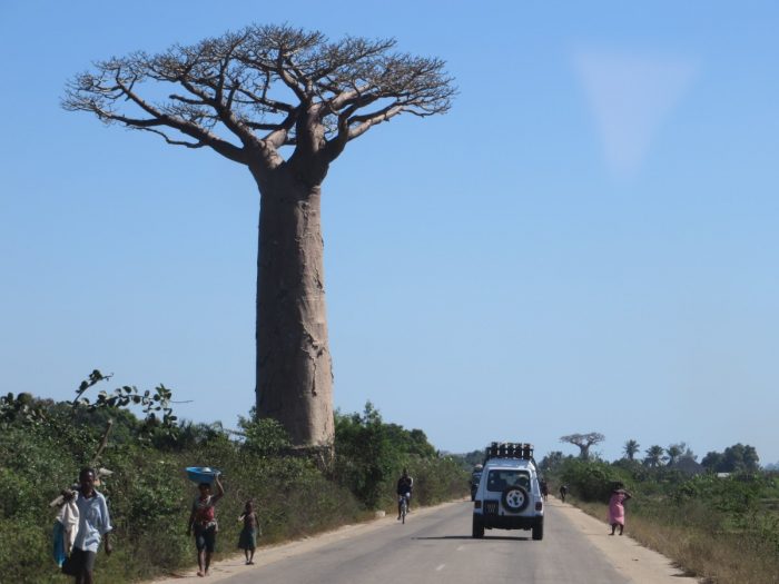baobab en pajero