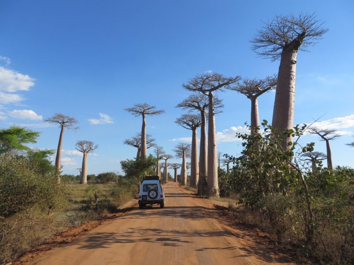 veel baobabs langs de route