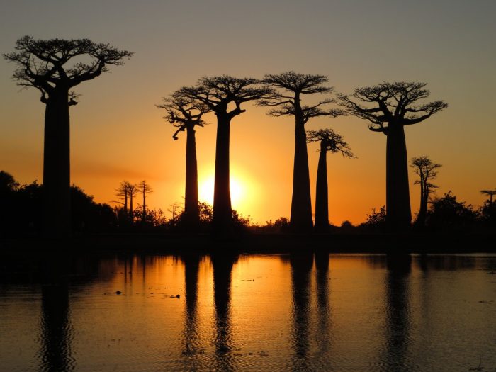 allee des baobabs