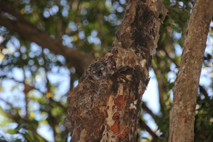 kleine lemur in boom
