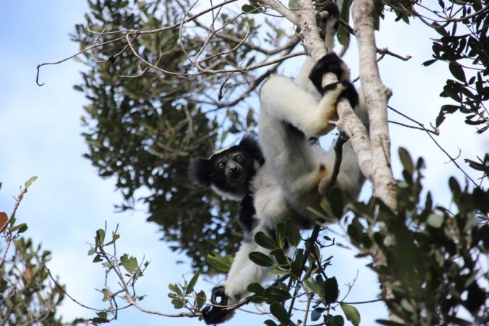 Indri in Mantadia National Park