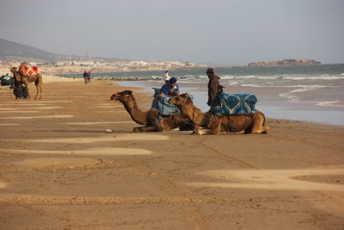 Kamelen op het strand Taghazout