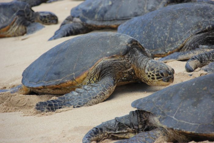 Schildpad op Ho'okipa beach