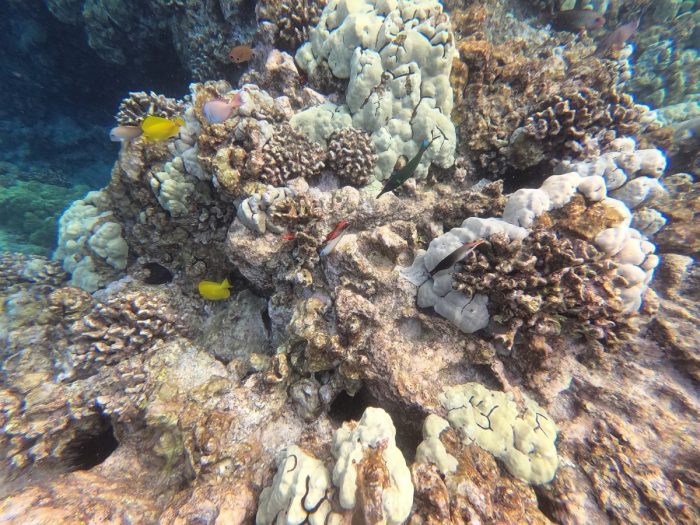 Het koraal bij Two Steps