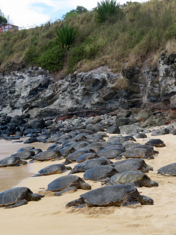 Schildpadden op Ho'okipa beach