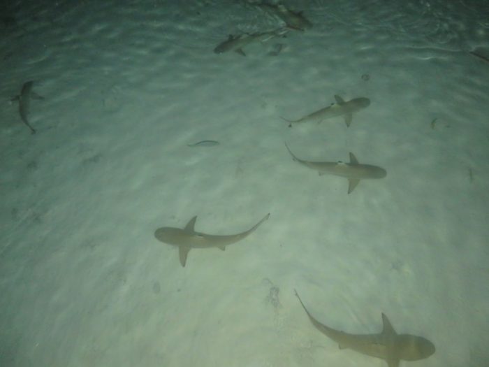 Haaien bij Kia Ora Resort