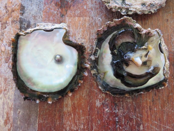 Parel, rechtstreeks uit oester 