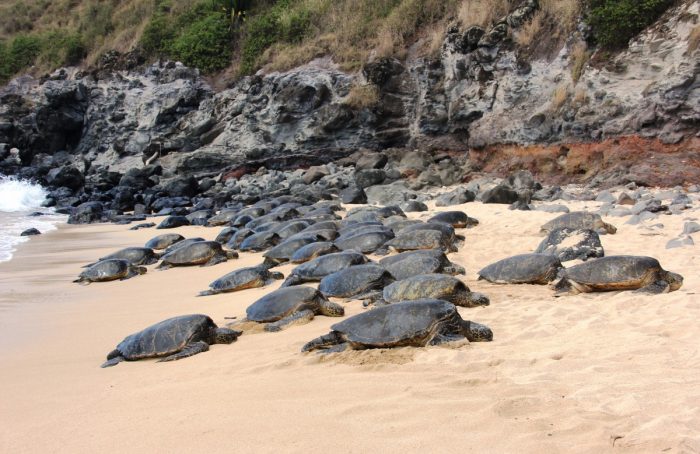 schildpadden op Ho'okipa Beach