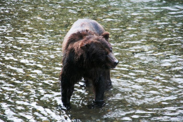 grizzly bij Fish Creek