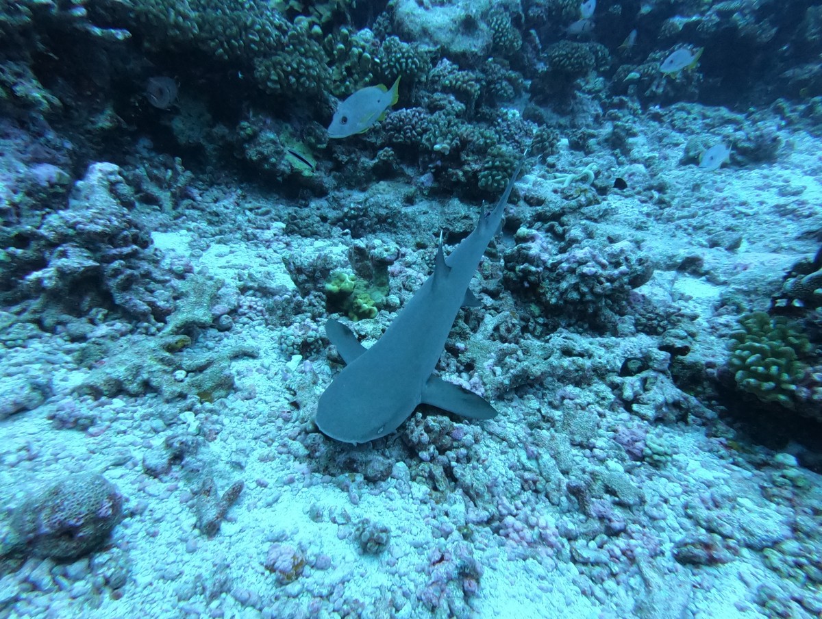 duiken Frans-Polynesië: slapende haai