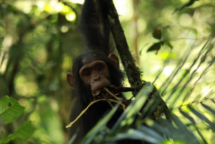 chimpansee Oeganda