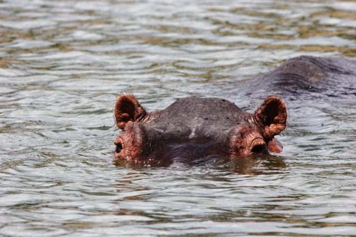 nijlpaard in water