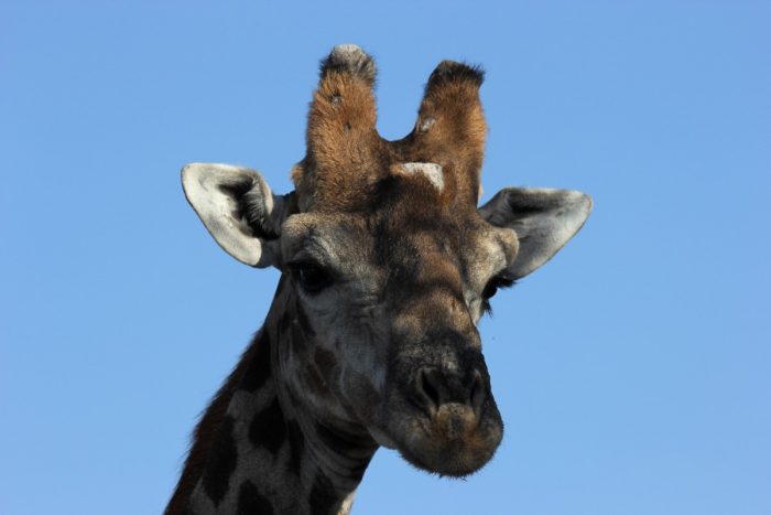 giraffe in Etosha