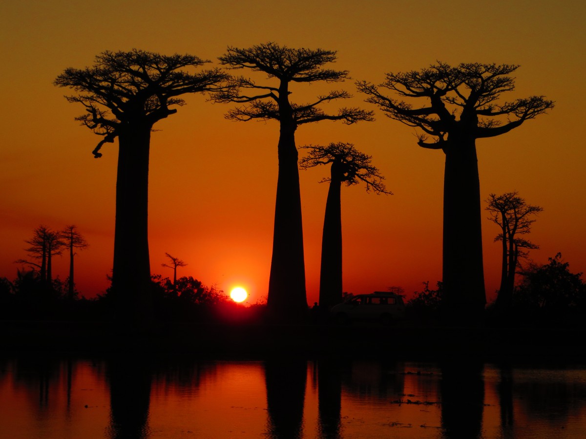 laan met Baobabs﻿