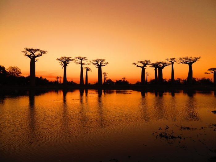 laan met Baobabs﻿