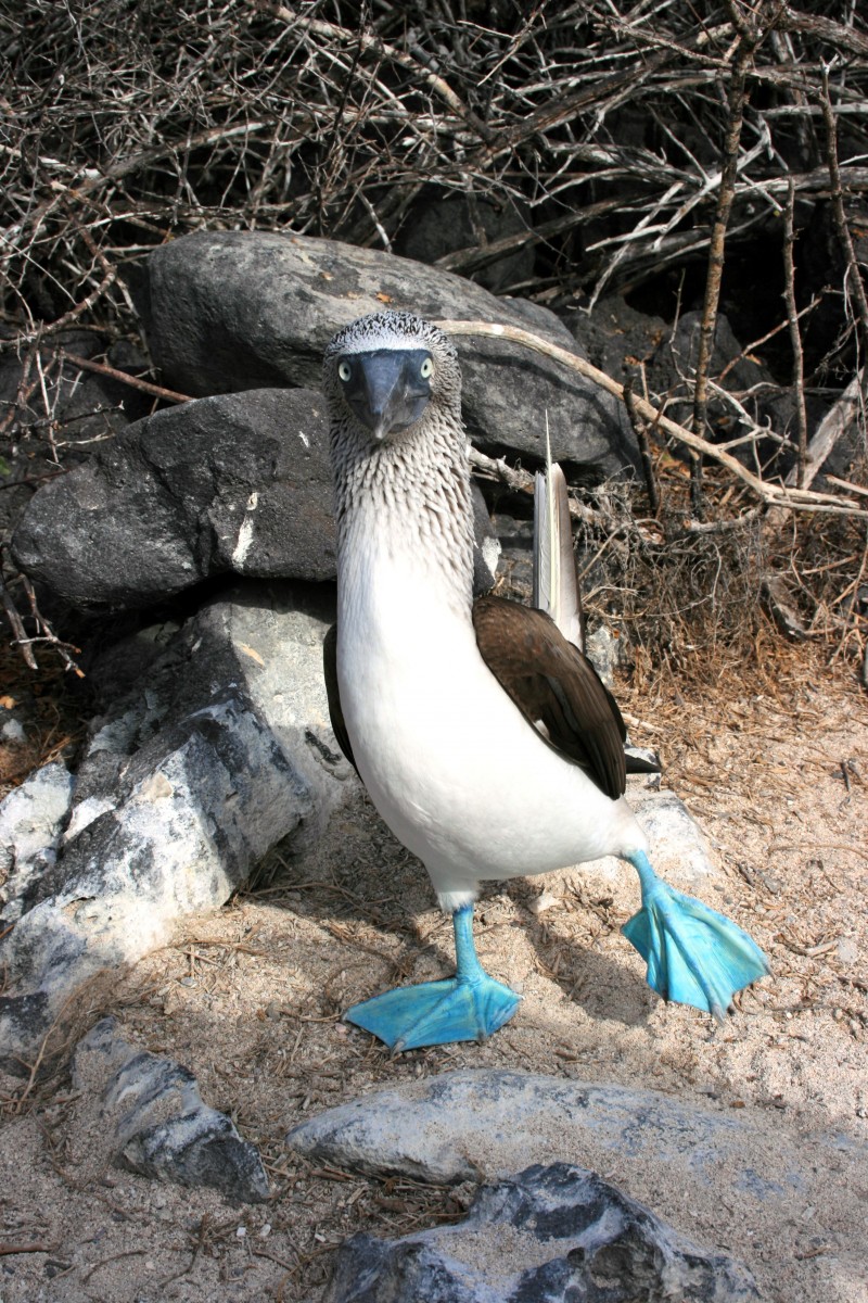 Blauwvoetgent Galapagos Eilanden