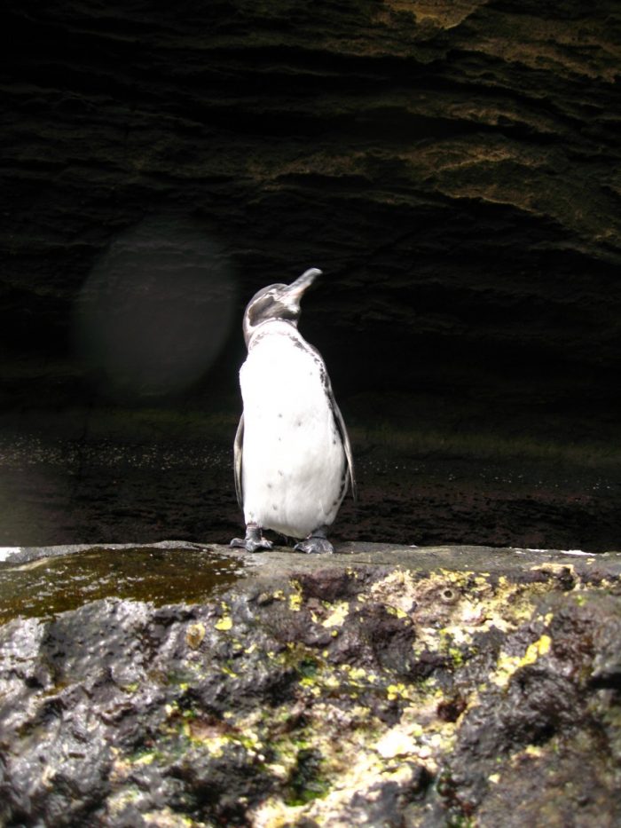 Galapagos Pinguïn