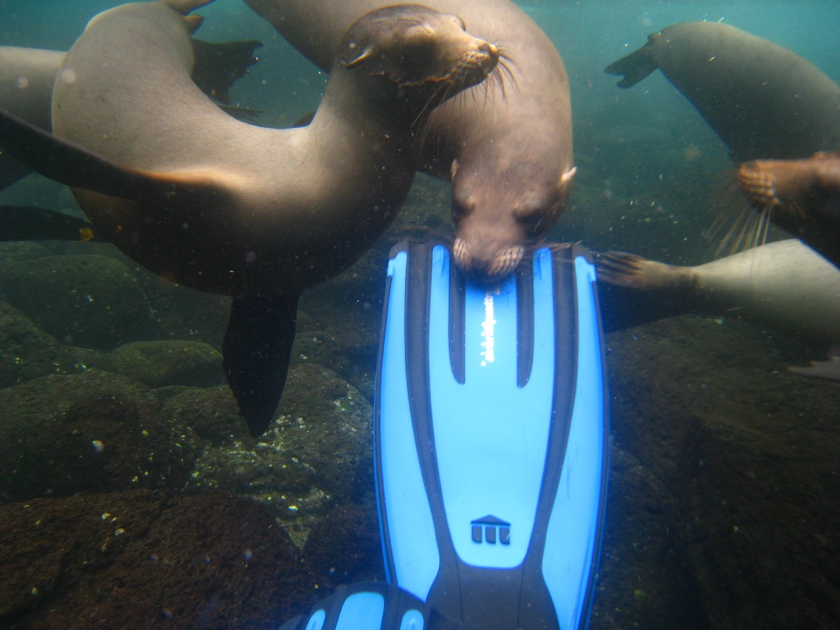 beste locaties duiken of snorkelen Galapagos Eilanden