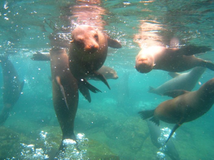 snorkelen met zeeleeuwen Galapagos Eilanden