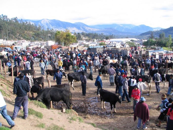 dierenmarkt Otavalo