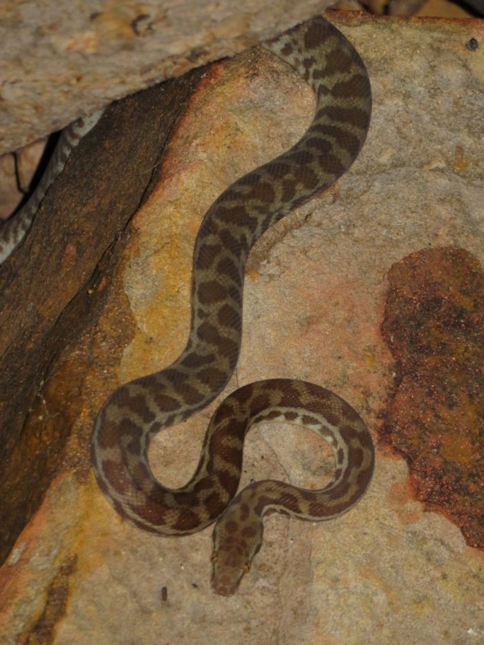 python op de camping