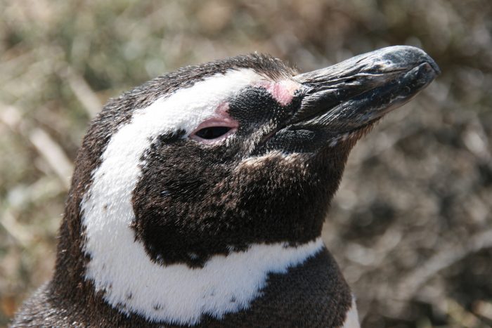 Pinguïn Patagonië Reis