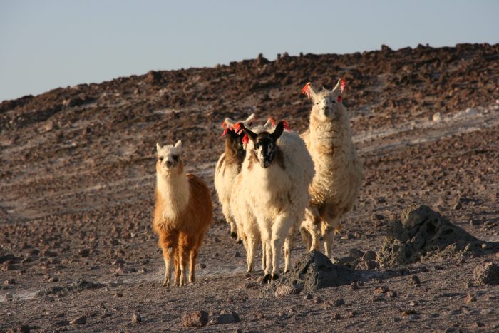 alpaca's bolivia