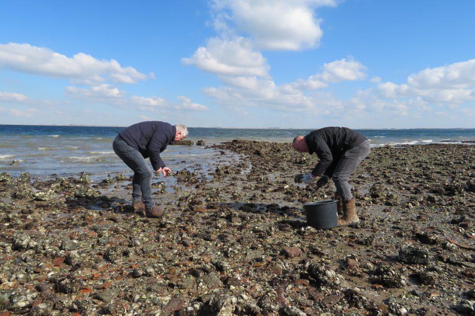 oesters plukken zeeland