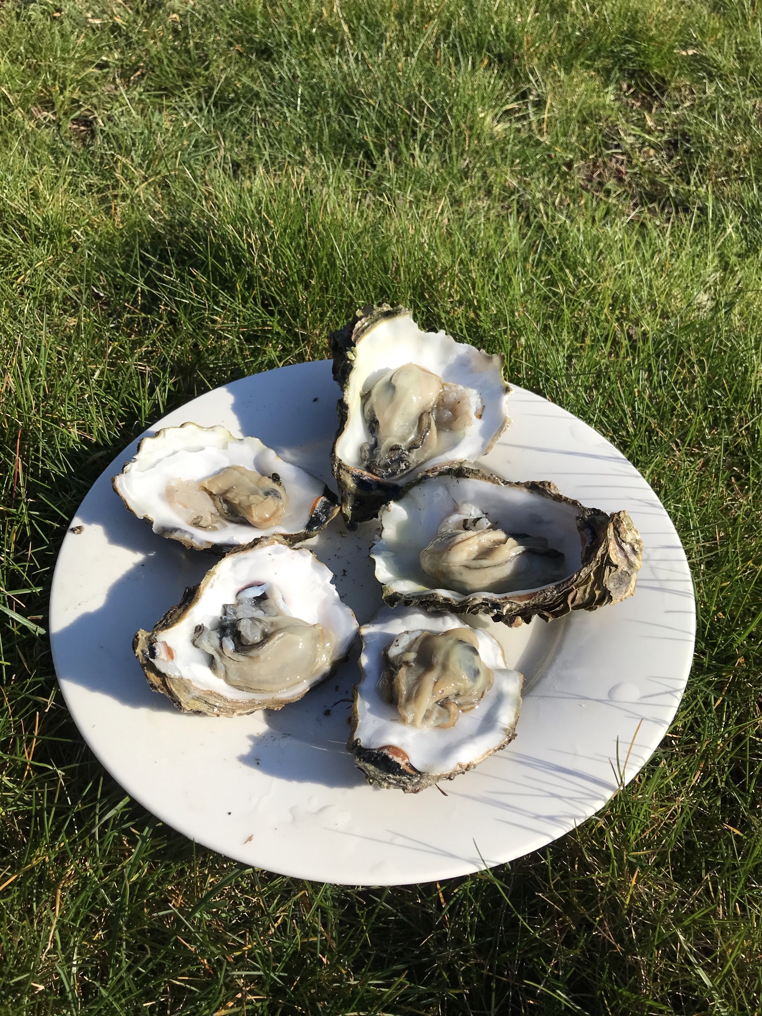 zelf geplukte oesters