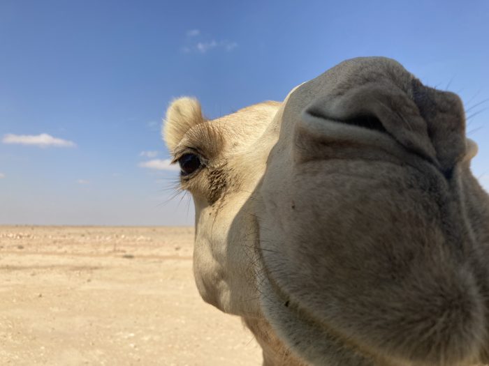 Close up kameel